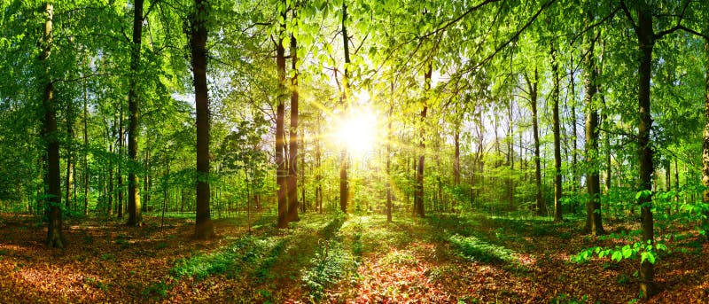 Sunrise in the forest stock images