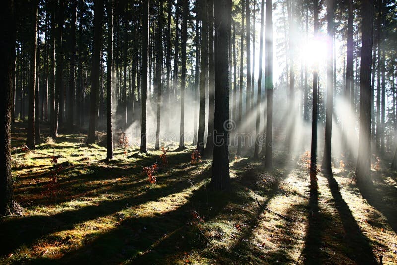 Sunrise in the forest