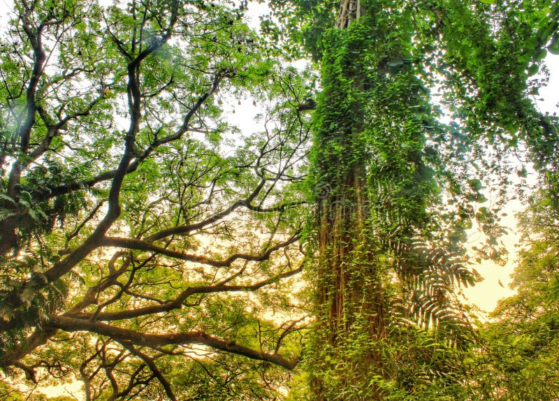 Sunrise in a Forest and Trees at Kerala India Stock Image Image of
