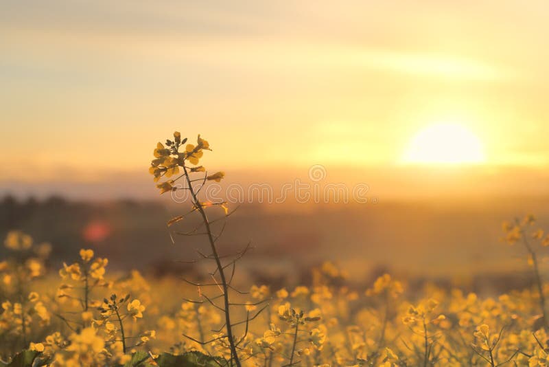 Sunrise Golden Canola stock photo Sunrise Golden Canola stock photo