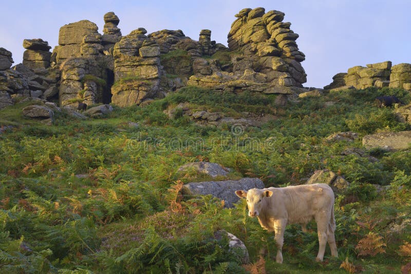 Early Morning Sun on Hound Tor, Dartmoor, Devon. Early Morning Sun on Hound Tor, Dartmoor, Devon