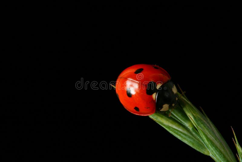 Sunrise ladybug macro close up