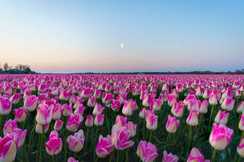 Sunrise landscapes of a pink tulip field in Keukenhof, Lisse at sunrise in Netherlands