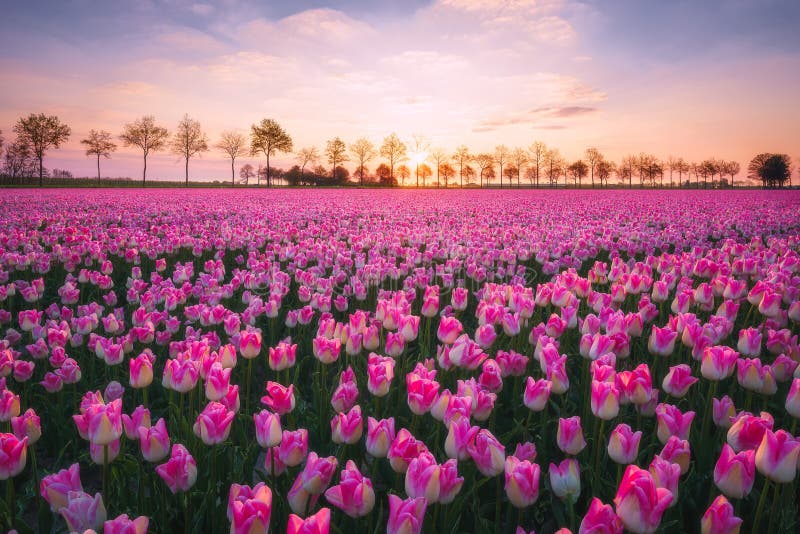 Sunrise landscapes of a pink tulip field in Keukenhof, Lisse at sunrise in Netherlands