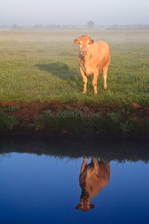 Sunrise with morning dew and cow