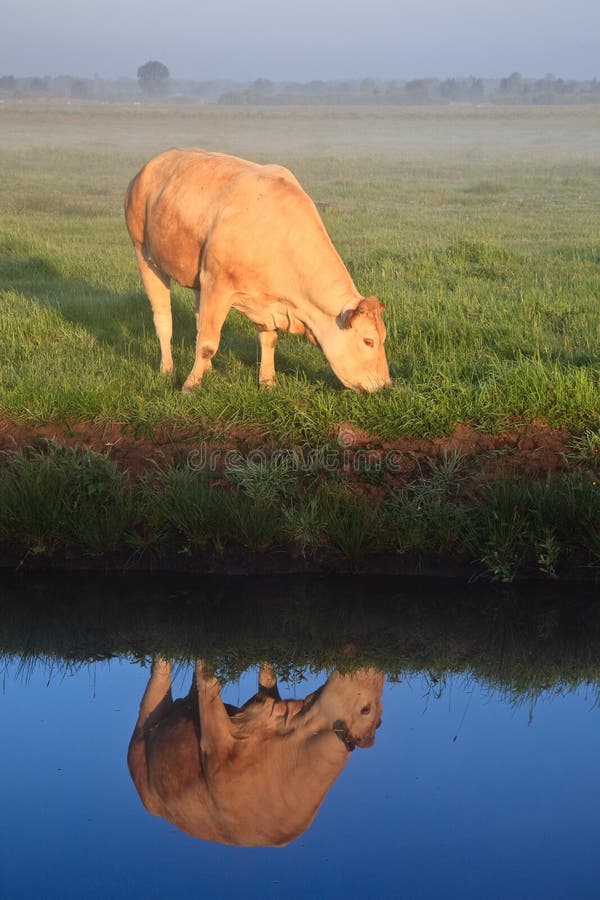 Sunrise with morning dew and cow