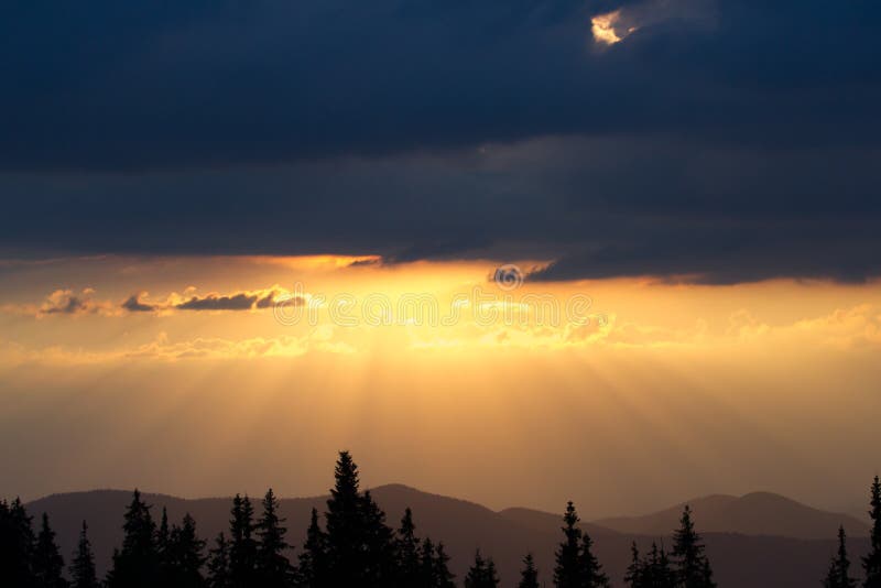 Sunrise in the mountains. Outlines of spruce tops and the sun`s rays make their way through clouds peaks. background