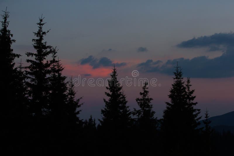 Sunrise in the mountains. Outlines of spruce tops and the sun`s rays make their way through clouds peaks. background