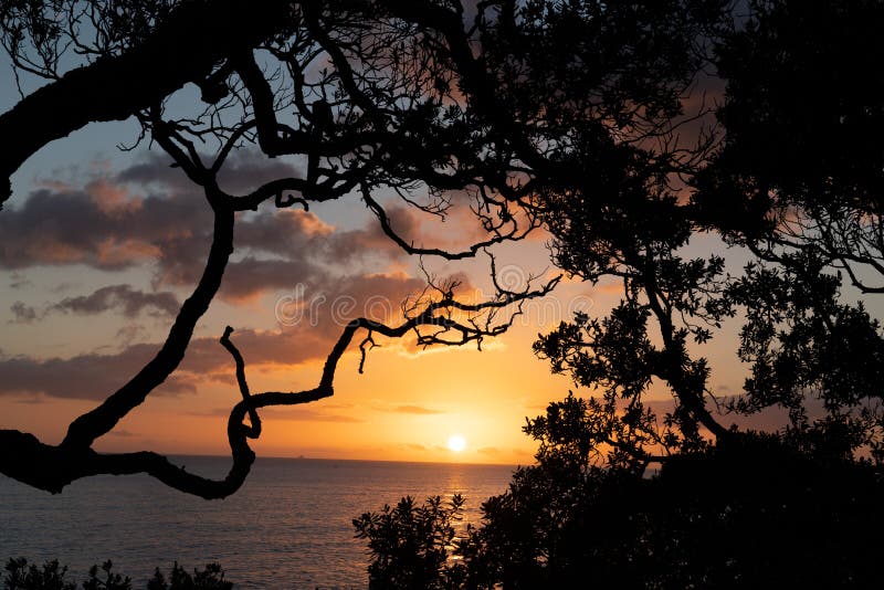 Sunrise over coast framed by silhouette foliage of pohutukawa tree on edge of slope