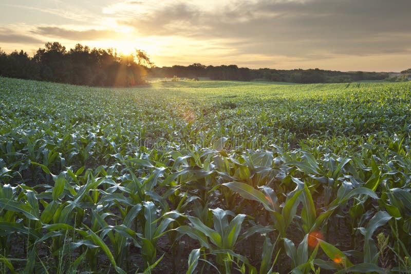 Sunrise over a field of young corn stock photos
