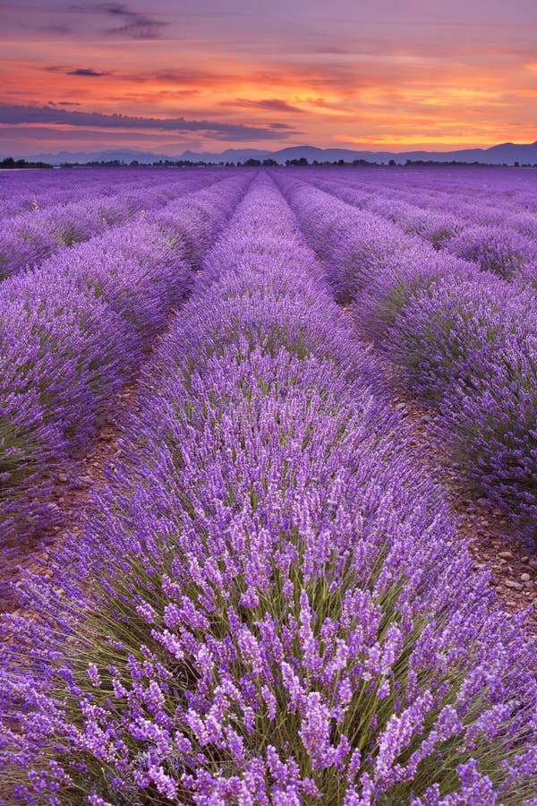 Sunrise Over Fields of Lavender in the Provence, France Stock Photo ...