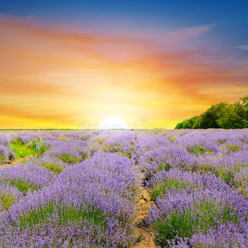 Sunrise Over Lavender Field Stock Photo - Image of crop, lavender ...