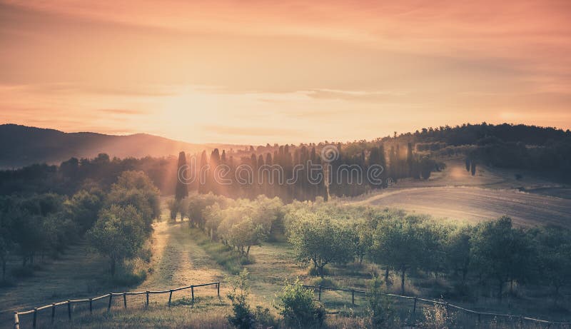 Sunrise over olive field