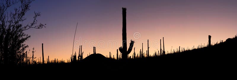Sunrise over Sonoran Desert