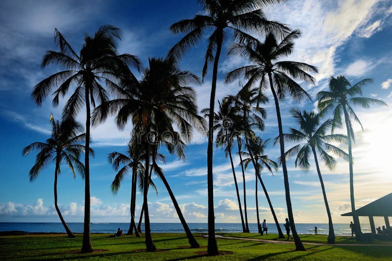 Sunrise with palm trees in Salt Pond Beach Park royalty free stock photo Sunrise with palm trees in Salt Pond Beach Park royalty free stock photo