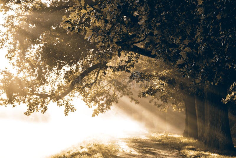 Sunrise with rays on the background of a foggy mysterious path i royalty free stock photo Sunrise with rays on the background of a foggy mysterious path i royalty free stock photo