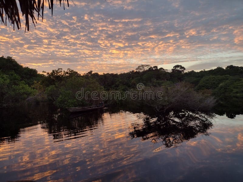 Sunrise of the Amazon Rainforest Stock Photo Image of live