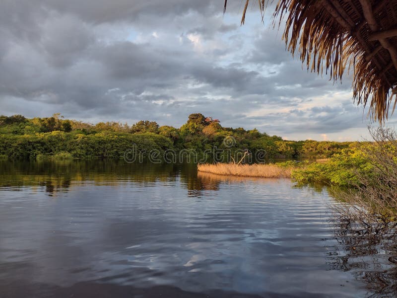 Sunrise of the Amazon Rainforest Stock Image Image of monckey, river