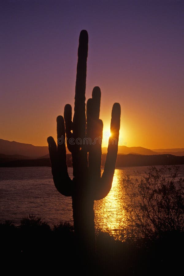 Sunrise shot of Saguaro Cactus, Roosevelt Lake, AZ royalty free stock photo Sunrise shot of Saguaro Cactus, Roosevelt Lake, AZ royalty free stock photo