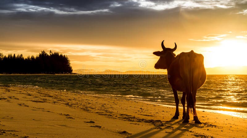 Sunrise silhouette of a cow