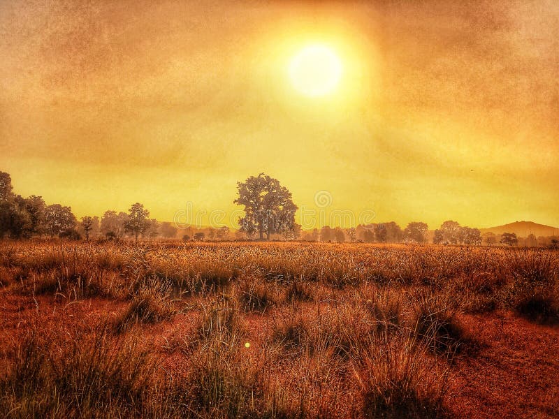 Sunrise / Sunset with Golden Light Stock Photo Image of shrubland