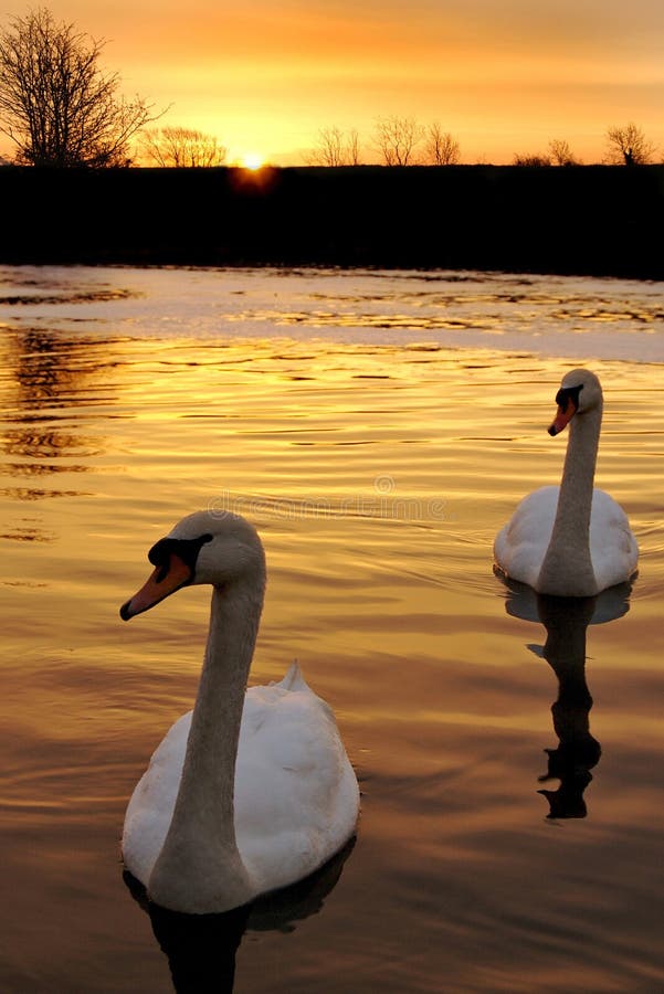 Swans at Dawn at Fulford Harbour at Low Tide Stock Photo Image of