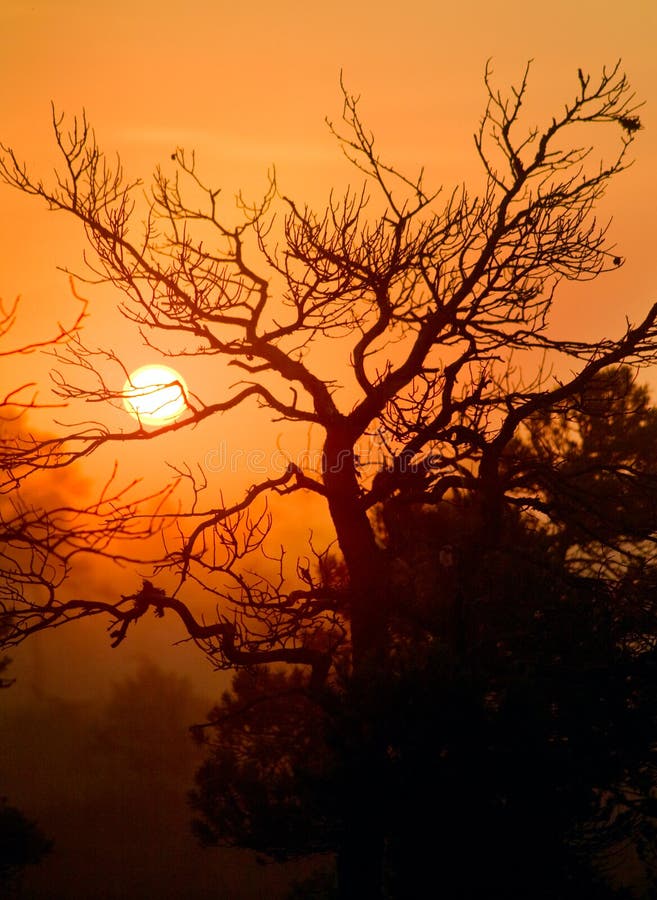 Sunrise through a tree