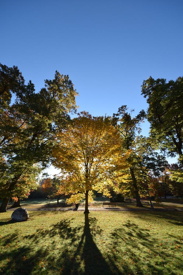 Sunrise, trees, NJ New Jersey royalty free stock images