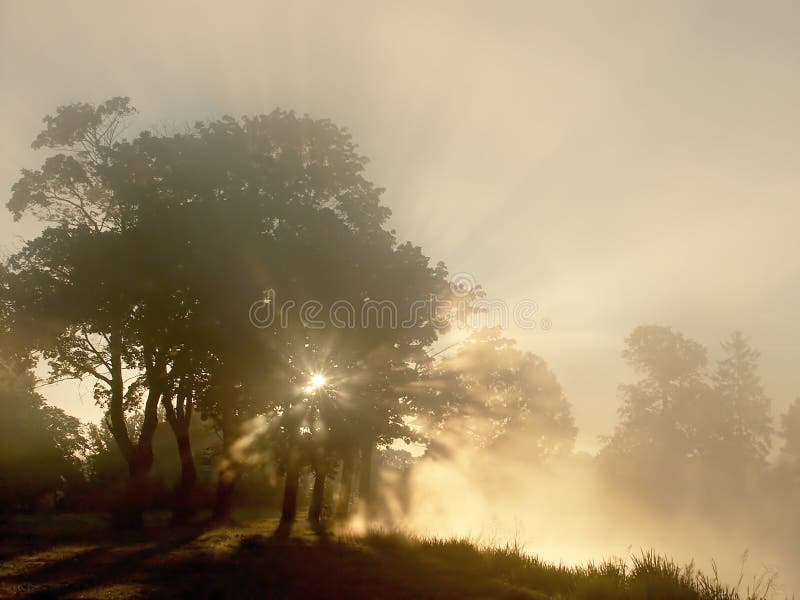 Sunrise with tress on the shore of the lake royalty free stock image