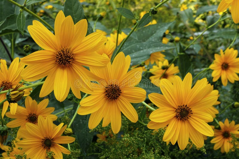 Sunroot, Jerusalem Artichoke Stock Photo Image of perennial