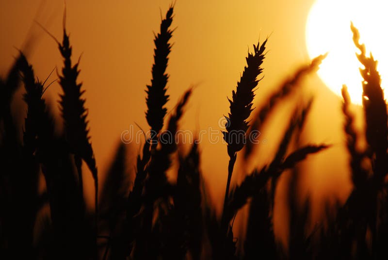 Close up shot of wheat at silhouetted at sunset. Close up shot of wheat at silhouetted at sunset.