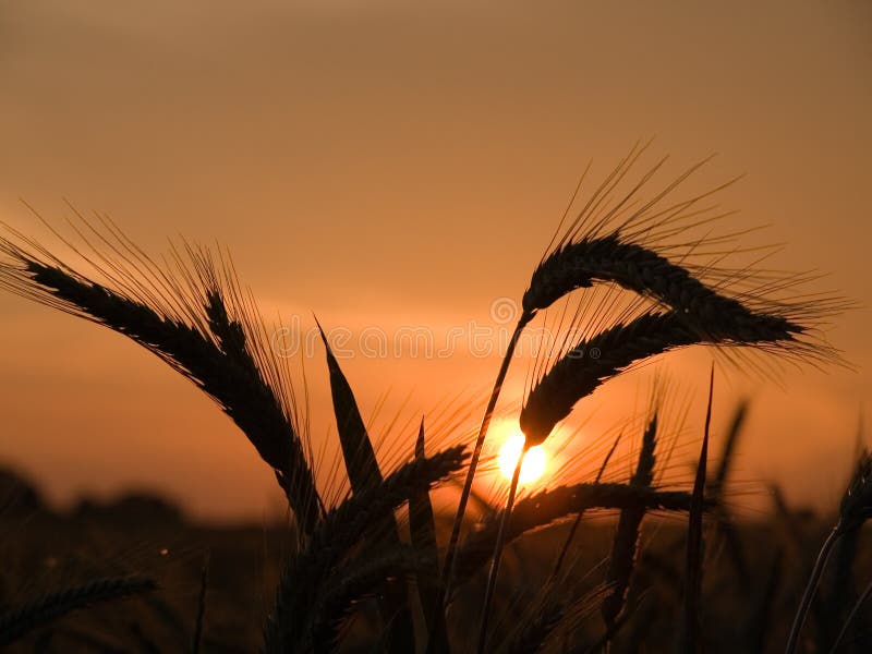 Illustration of a sunset behind a wheat field. Corn illustration stock images, royalty-free photos and pictures