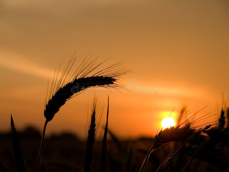 Illustration of a sunset behind a wheat field. Corn illustration stock images, royalty-free photos and pictures