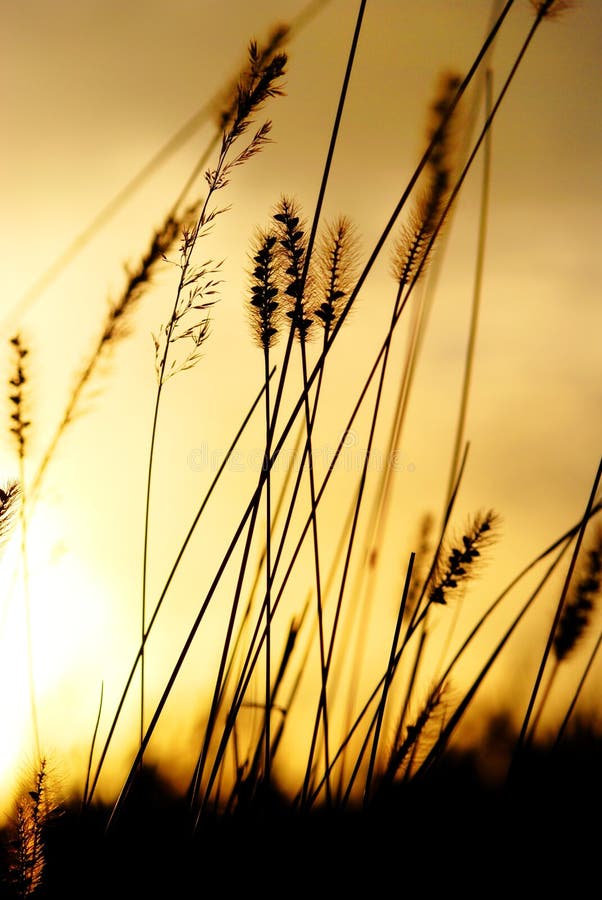 Sunset stock photo