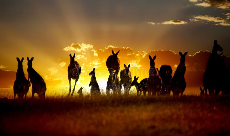 Západ slnka Austrálskom vnútrozemí klokan série.