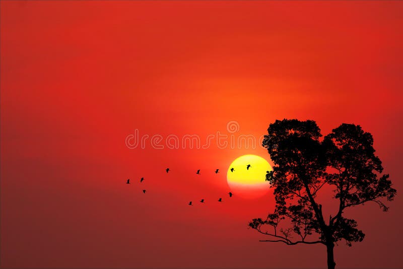 Sunset back on silhouette birds fly away home and tree on sky