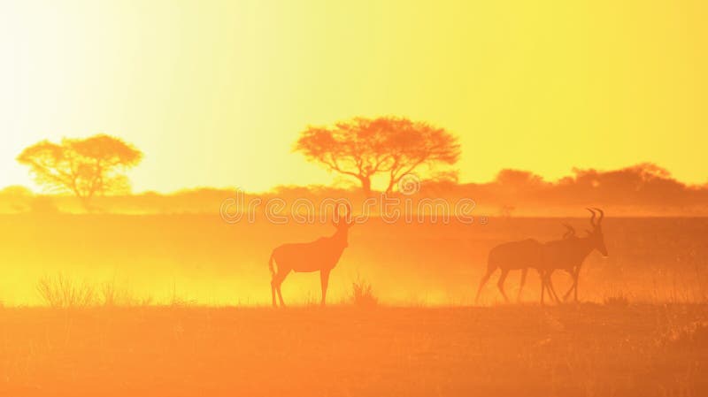 Sunset Background of Golden Yellow - Red Hartebeest wildlife from Africa.