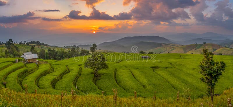 Rice Terrace At Ban Pa Pong Piang, Chiang Mai, Thailand Stock Photo ...