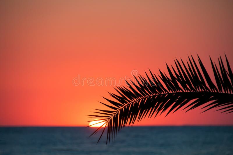 Sunset beach, evening sea, palm trees