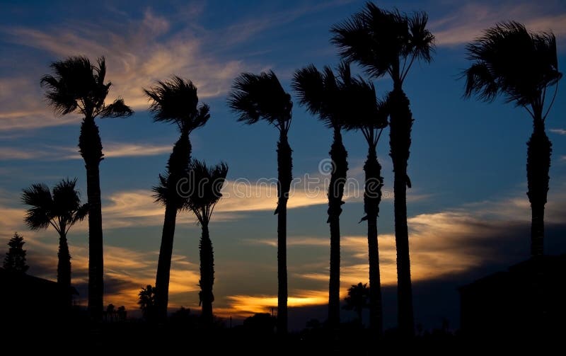 Sunset on beach with palm trees silhouette