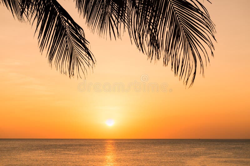 Sunset on the beach through silhouette of palm tree