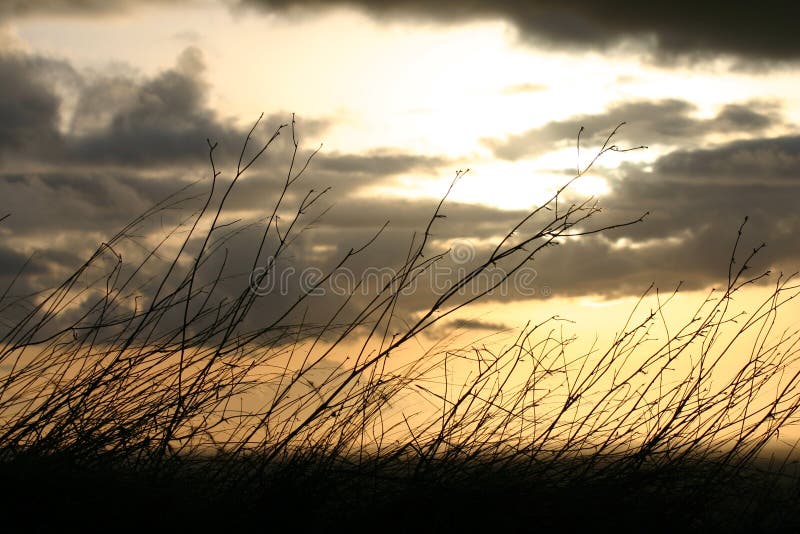 Sunset Behind Brush