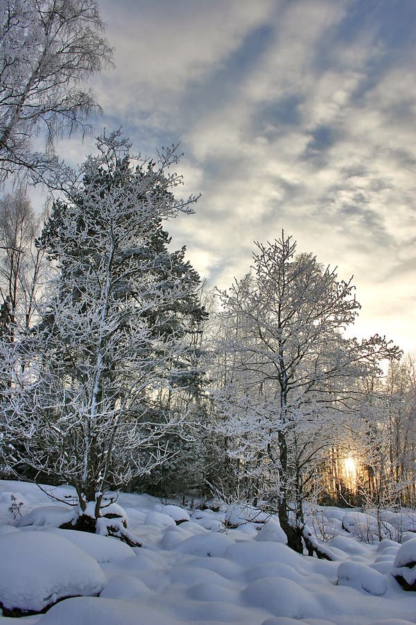 Sunset in birch forest