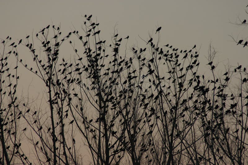 Sunset of birds in a tree