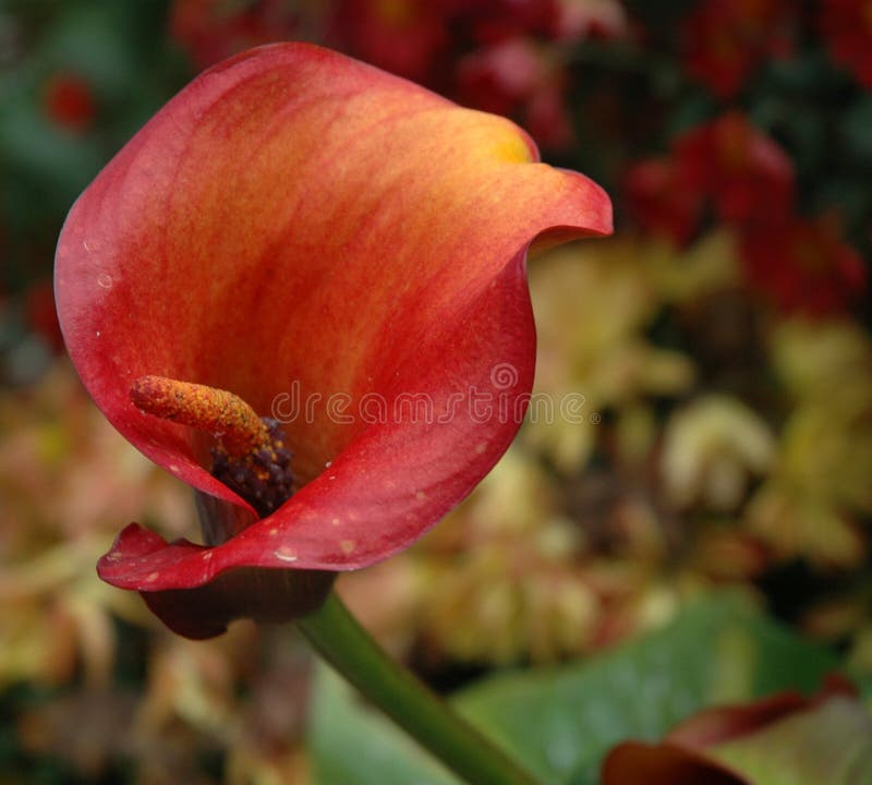 Sunset Calla stock photo. Image of curl, garden, lily, easter 332950