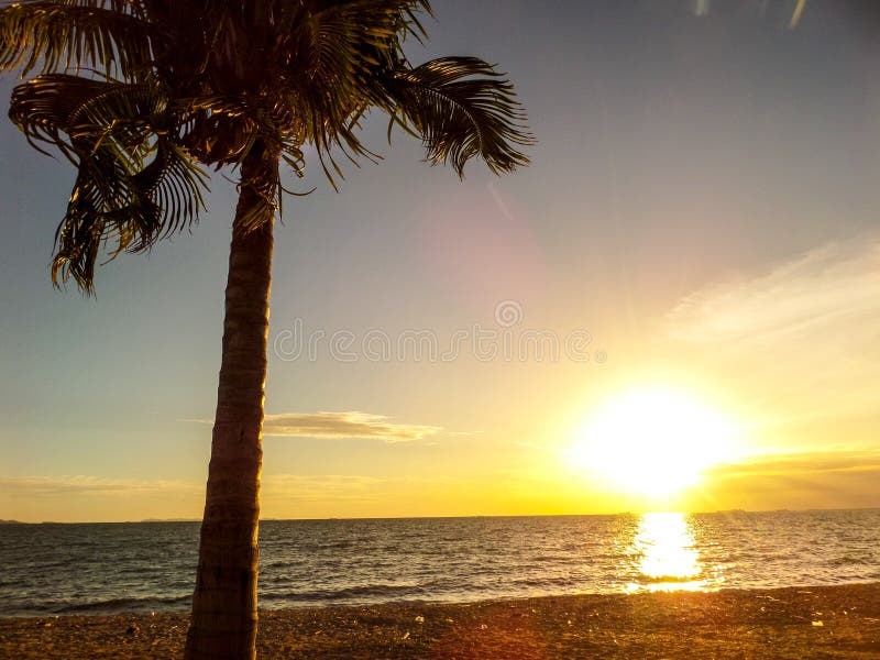 Sunset and coconut