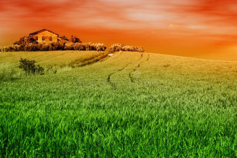 Sunset on the cornfield stock image. Image of light, hill 14963001