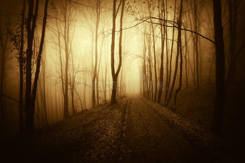 Sunset in a dark spooky forest with fog on halloween evening. Sunset in a dark spooky forest with fog on halloween evening