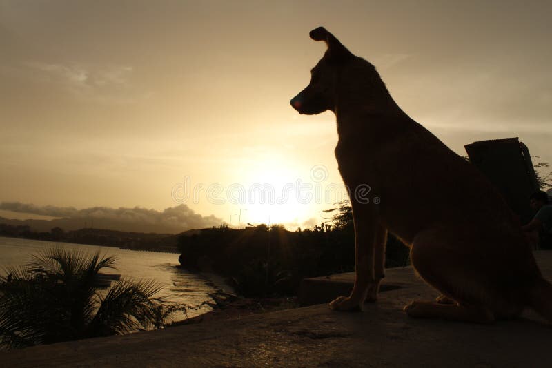 Sunset and Dog stock photo. Image of funny, peace, beautiful 94252826