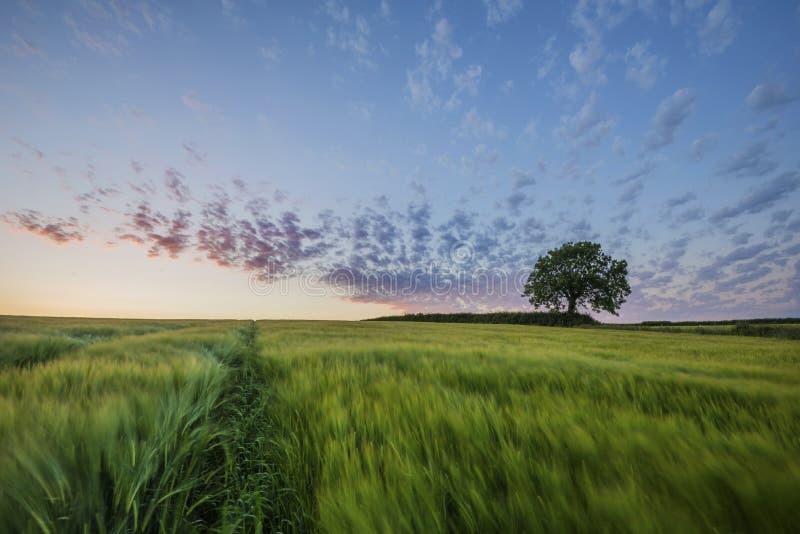 Sunset In Farm Fields With Tree And Beautiful Pink Cloudy Sky Cornwall